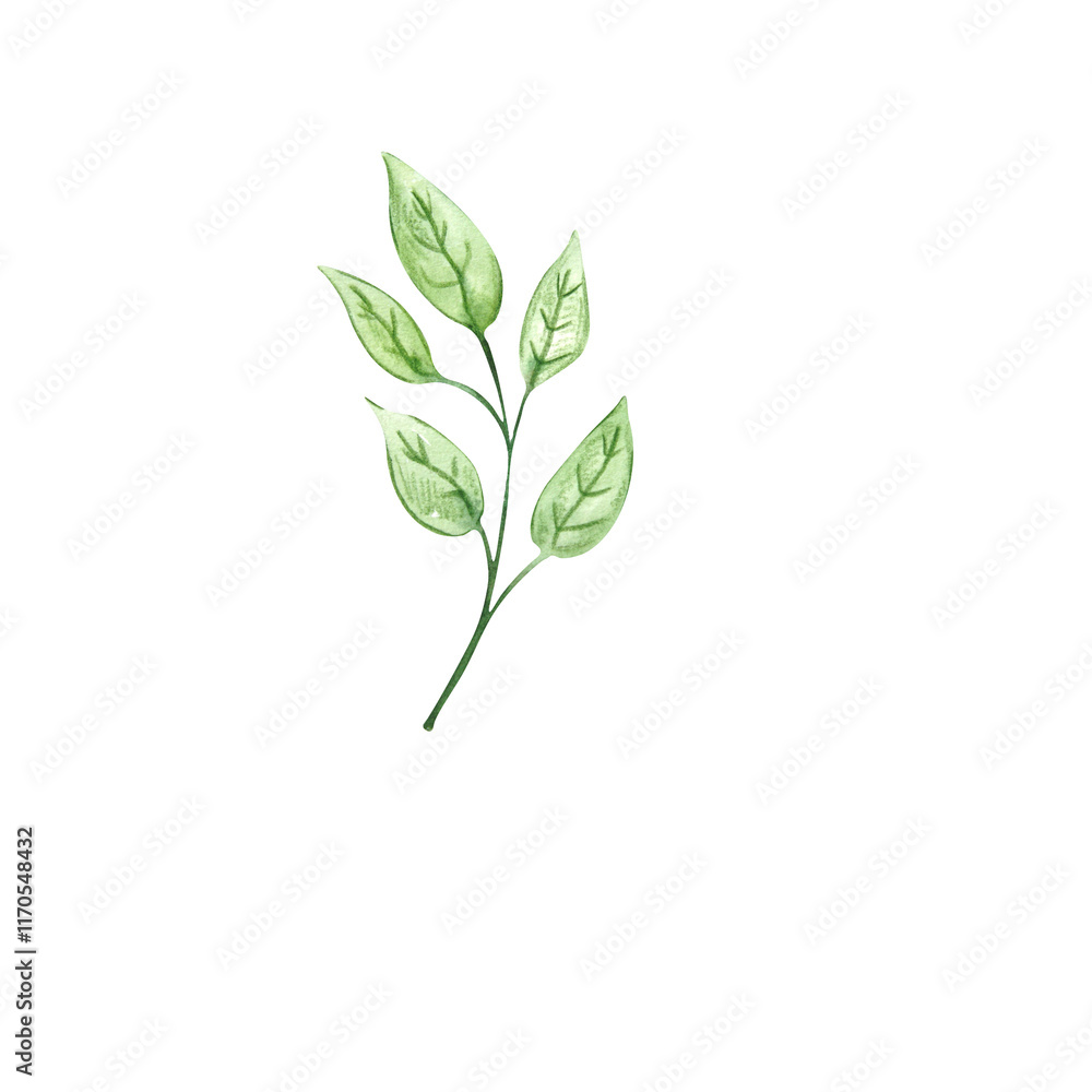 Plant branch on white background. Watercolor. Handmade. Can be used on packaging, stickers, compositions Plant branch on white background. Watercolor. Handmade. Can be used on packaging, stickers, compositions
