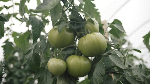 Growth of vibrant green tomatoes in a sunny greenhouse captured in slow motion