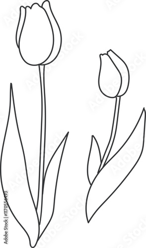  tulip01