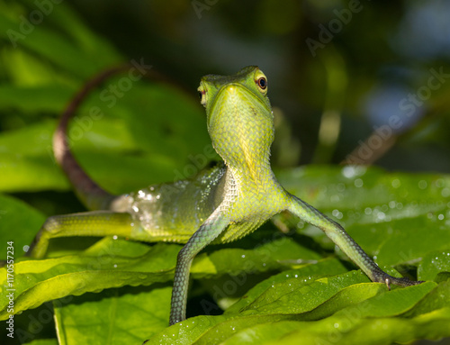 Oriental garden lizard photo