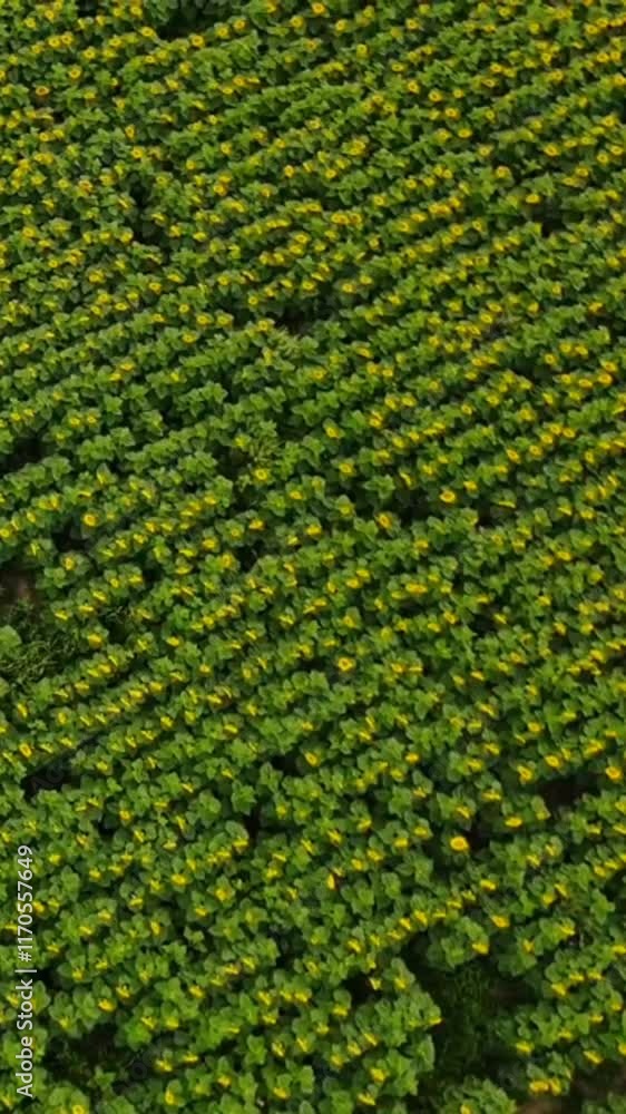 Aerial view of rice field. Agriculture background. Food industry Aerial view of rice field. Agriculture background. Food industry