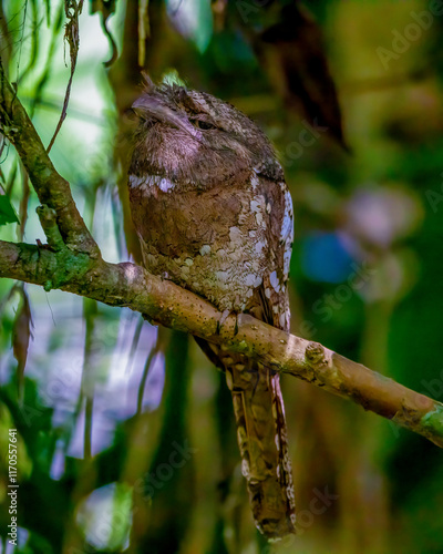 Frogmouth photo