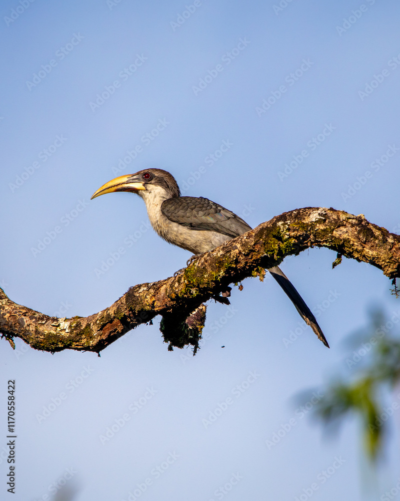 Fototapeta premium Gray hornbill
