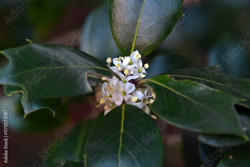 ヒイラギの雌株に咲いた両性花 photo