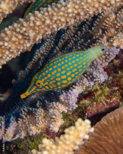 Orange spotted filefish photo