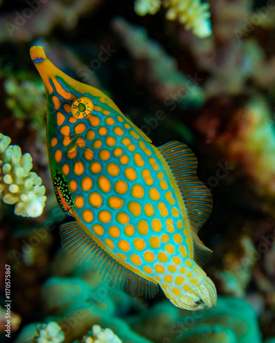 Orange spotted filefish
