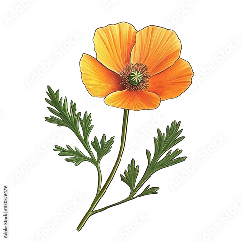 Beautiful California Poppy flower Clipart- isolated on a white background- California Poppy .