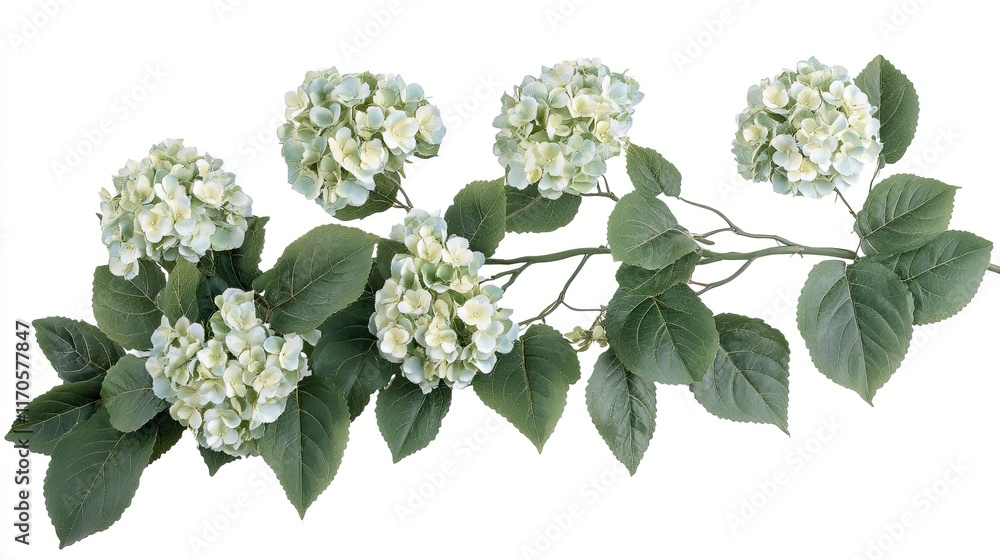 Green hydrangea branch, isolated, white background, floral decoration. Green hydrangea branch, isolated, white background, floral decoration.