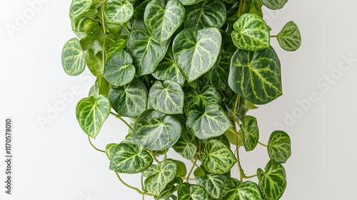 Lush green heartleaf philodendron cascading on white background, ideal for home decor or botanical websites. photo