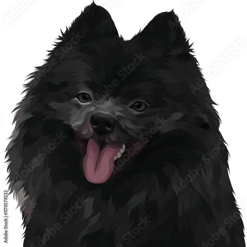 black and white dog