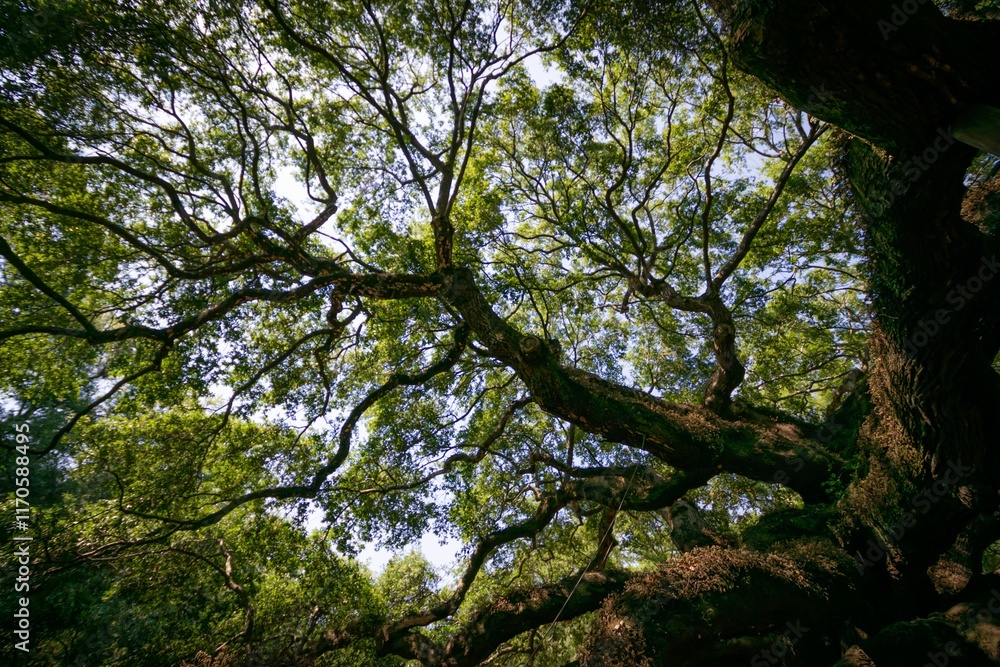 Fototapeta premium Majestic tree branches in a lush forest