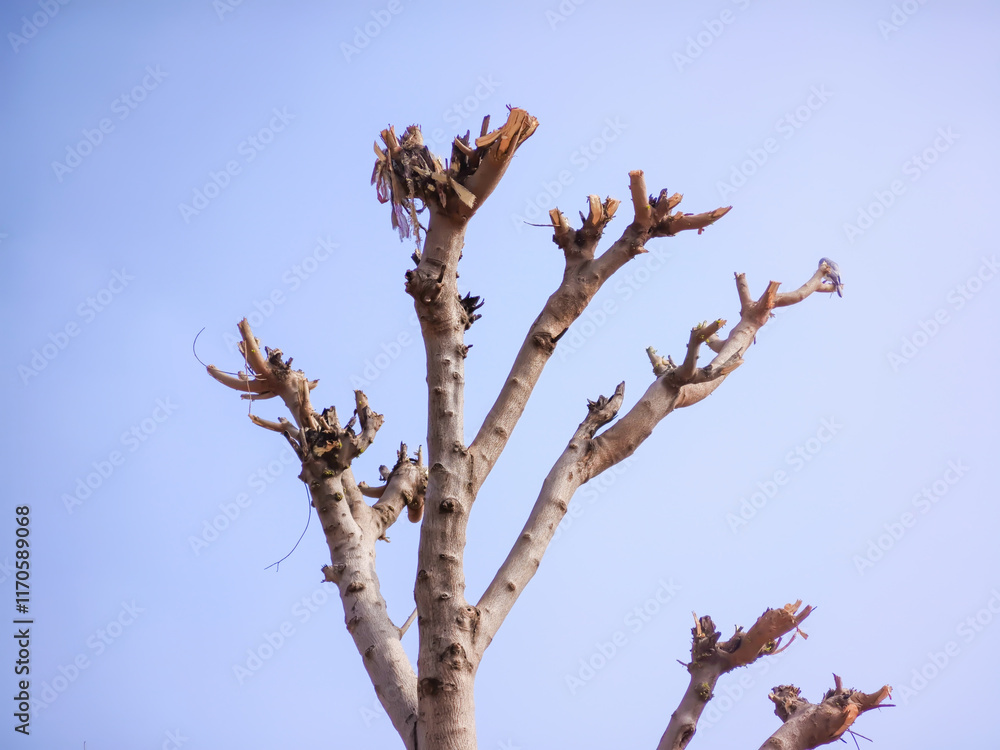Dry tree on blue sky background, closeup photo with selective focus Dry tree on blue sky background, closeup photo with selective focus