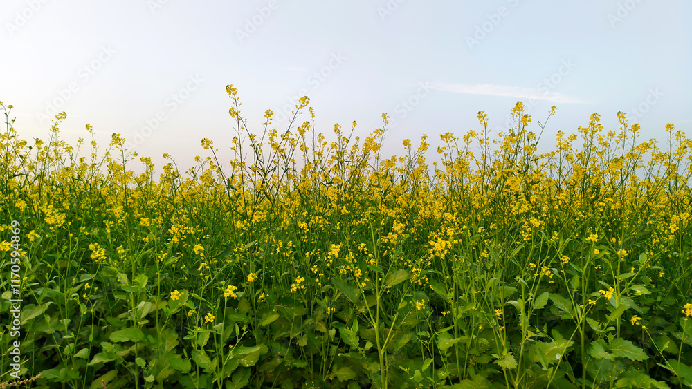 Rape blossoms blooming in the field in wintertime. Oilseed rape, rapeseed field flowering in farmland in countryside, spring landscape under blue sky Rape blossoms blooming in the field in wintertime. Oilseed rape, rapeseed field flowering in farmland in countryside, spring landscape under blue sky