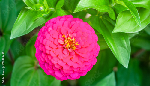 Pink flower close-up on green leaves background. High quality photo