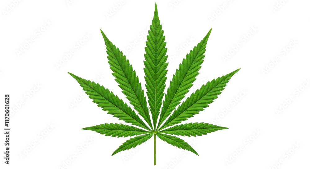 Green cannabis leaf in isolated background Green cannabis leaf in isolated background