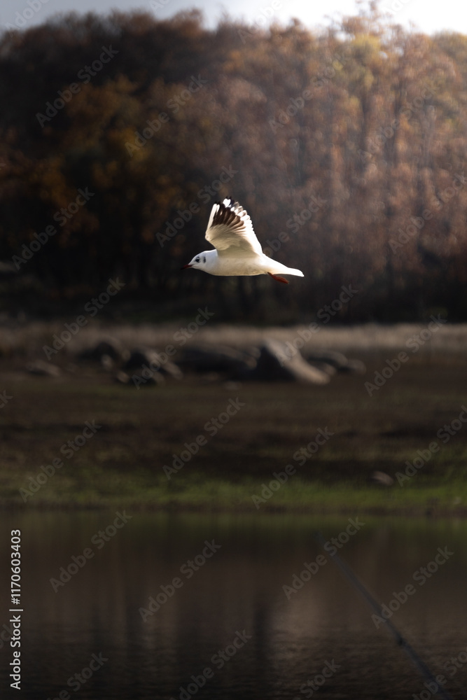 Fototapeta premium VUELO