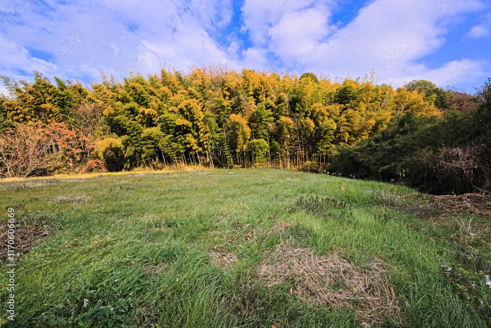 Obraz premium 森と草原