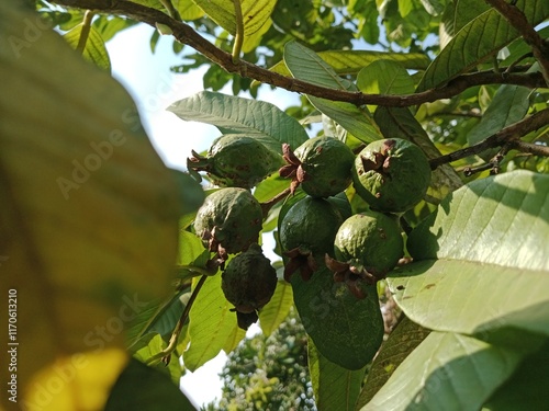 figs on tree photo