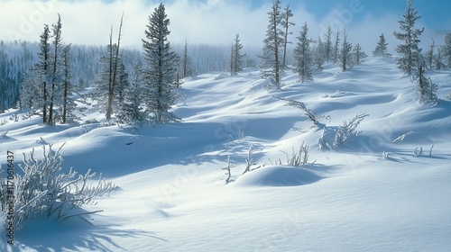 106.A vast snowy slope in Yellowstone National Park with gentle snow drifts surrounding clusters of whitebark pine trees. The wind moves the snow across Big Game Ridge, adding to the quiet beauty of photo