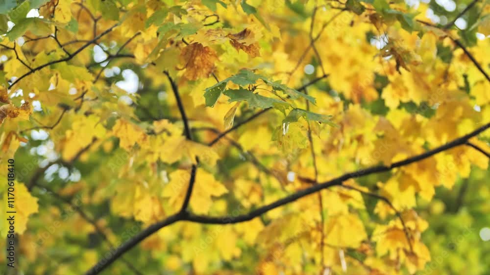 Close-up of autumn maple leaves, with blurred background enhancing the warm tones Close-up of autumn maple leaves, with blurred background enhancing the warm tones