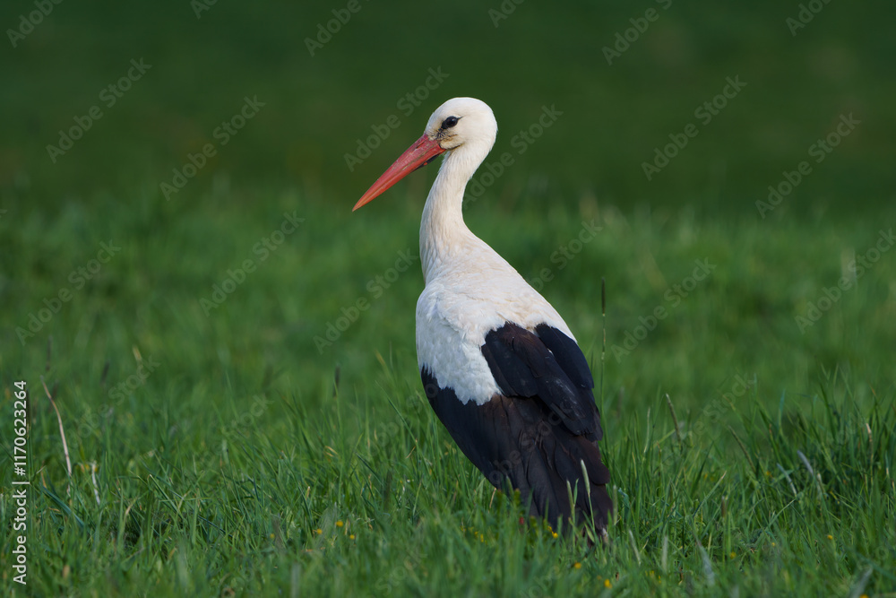 Fototapeta premium white stork in the grass
