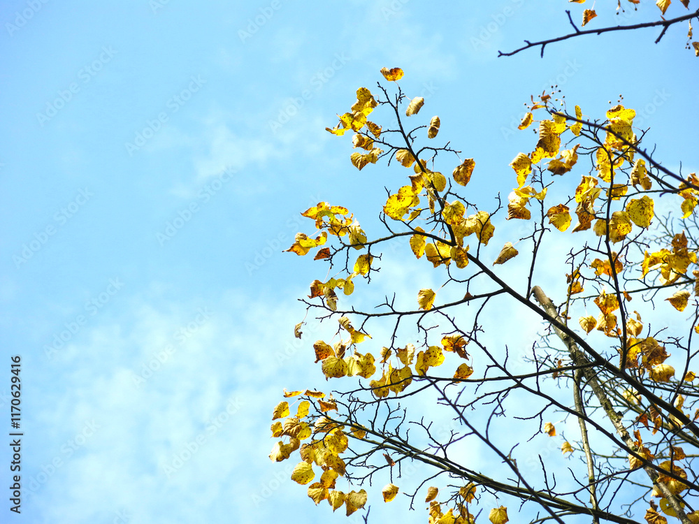 birch branch with yellow leaves against a blue sky birch branch with yellow leaves against a blue sky