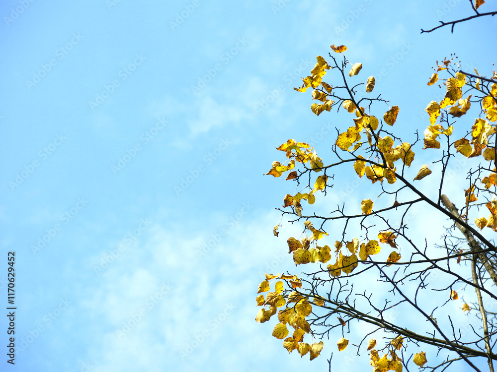birch branch with yellow leaves against a blue sky birch branch with yellow leaves against a blue sky