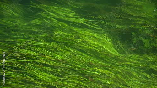 Riverbed with algae flowing in treviso italy photo