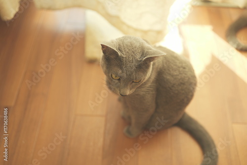 Laid-back daily life of a house cat