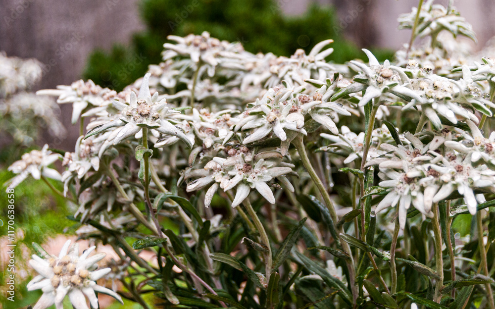 Blooming edelweiss flowers in a lush green garden Blooming edelweiss flowers in a lush green garden