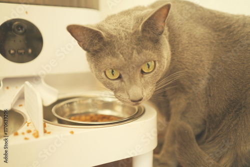 Laid-back daily life of a house cat