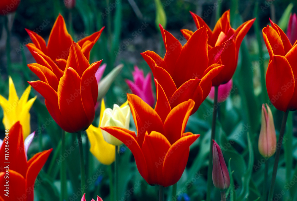 tulips spring butchart gardens victoria british columbia tulips spring butchart gardens victoria british columbia