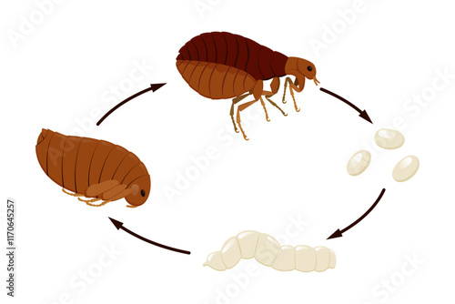 Flea life cycle from egg to larva to pupa to adult