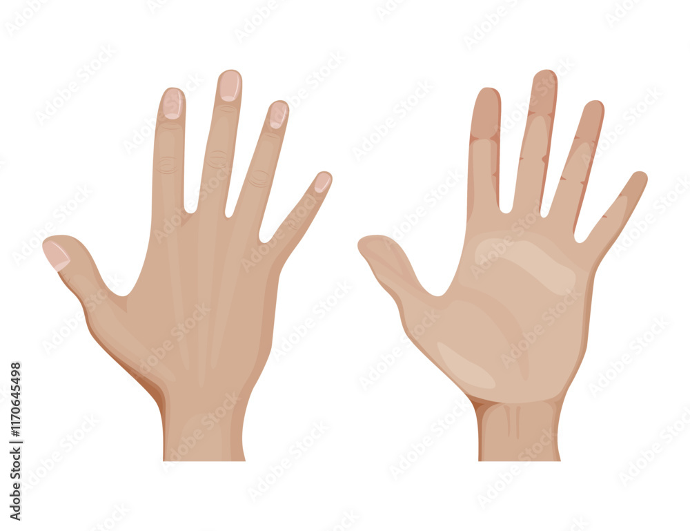 Front and palm side of hand vector illustration design. Front and palm side of hand vector illustration design.