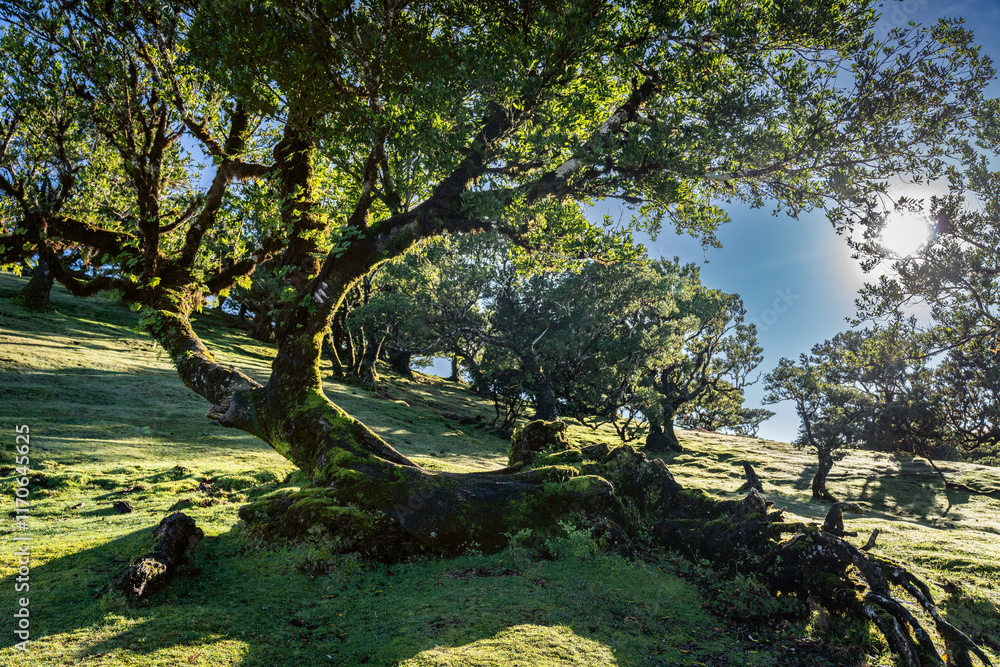 Sunlight Shining Through Mature Laurel tree in Scenic Fanal Forest Landscape, Madeira Sunlight Shining Through Mature Laurel tree in Scenic Fanal Forest Landscape, Madeira