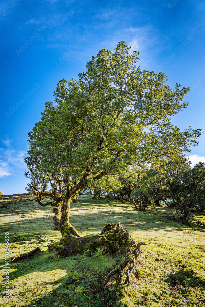 Sunlight Shining Through Mature Laurel tree in Scenic Fanal Forest Landscape, Madeira