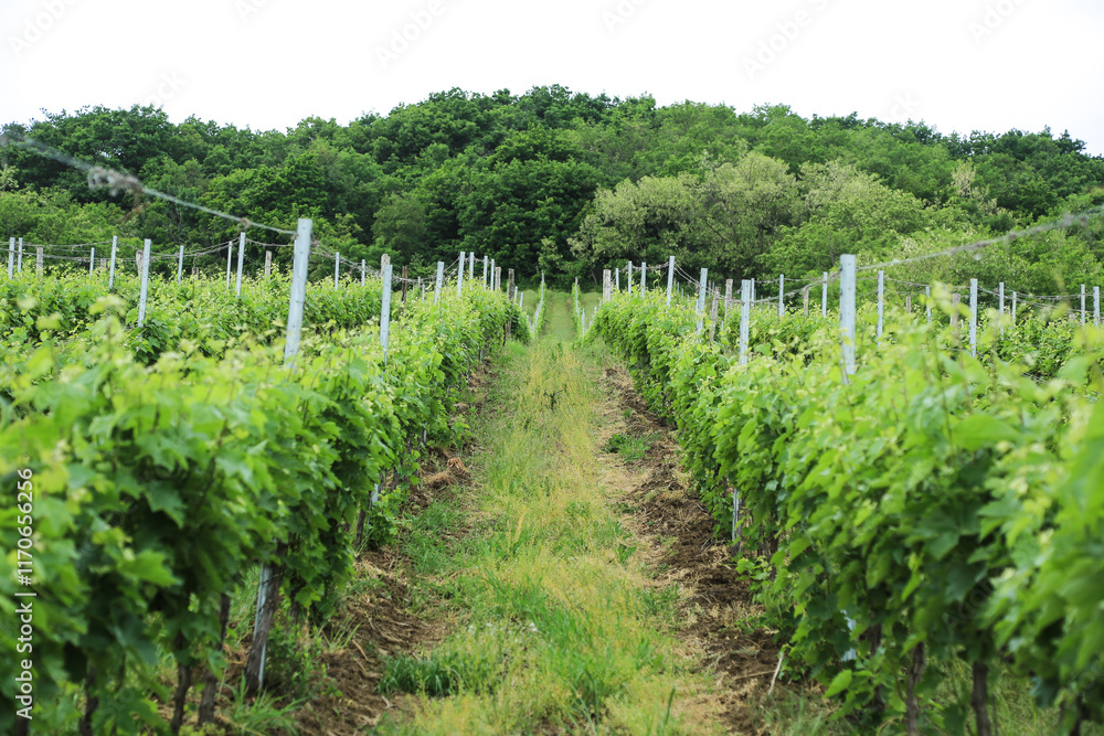 Obraz premium May in the vineyard