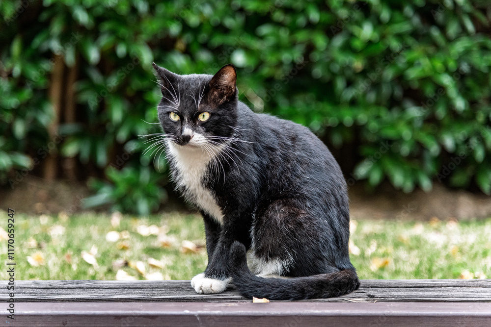black cat sitting on the grass black cat sitting on the grass