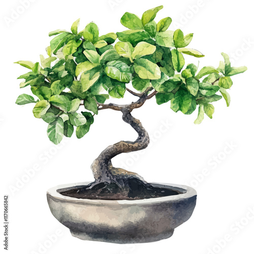 A watercolor vector painting of a Noni Bonsai, isolated on a white background. Noni Bonsai vector.

