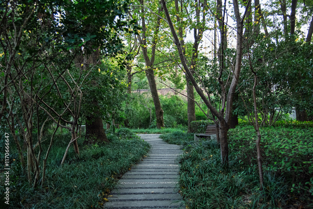Fototapeta premium path in the forest