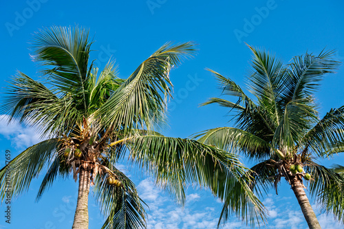 Wallpaper Mural palm tree on blue Torontodigital.ca