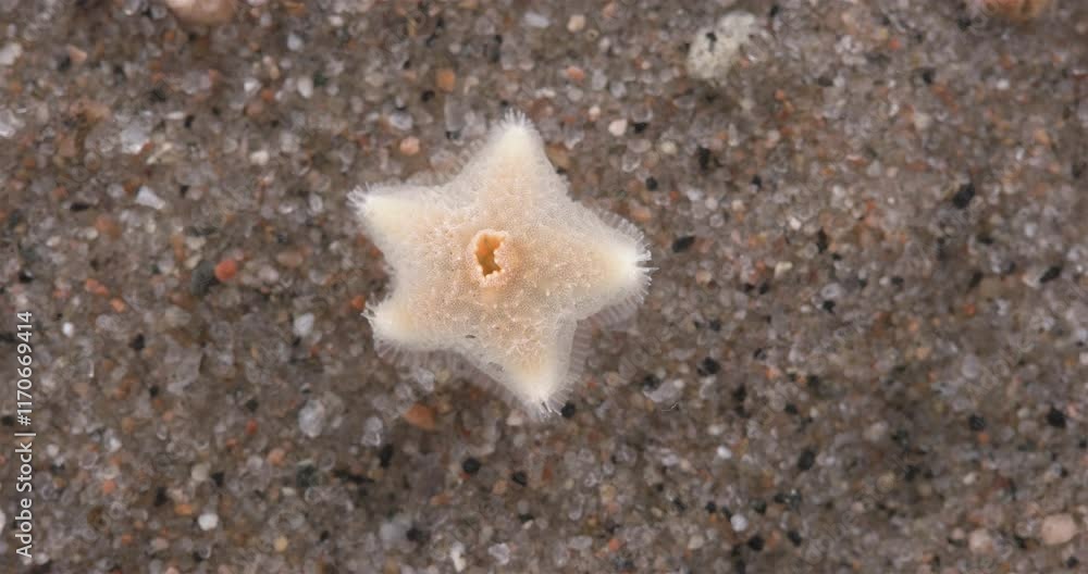 Young starfish Pteraster militaris, class Pterasteridae. This species is characterized by viviparity. White sea Young starfish Pteraster militaris, class Pterasteridae. This species is characterized by viviparity. White sea