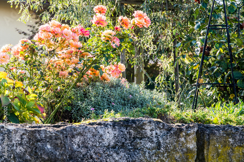 Blühender Rosenstrauch auf einer Gartenmauer photo