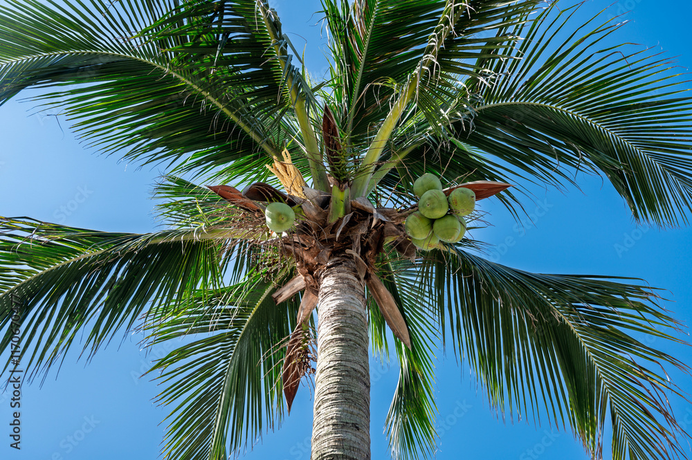 Fototapeta premium palm tree on blue