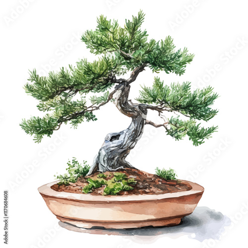 A watercolor vector painting of a Mountain Hemlock Bonsai, isolated on a white background. Mountain Hemlock Bonsai vector.

