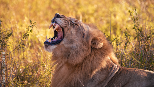 Wild roaring lion in the sun spotted during safari game drive in the Manyoni Private Game Reserve in KwaZulu-Natal in South Africa photo