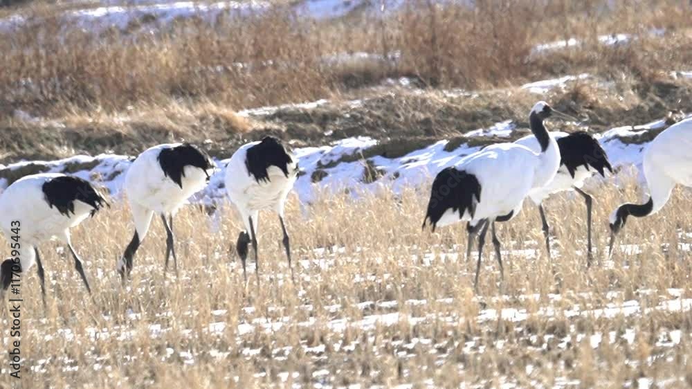 Beautiful birds that came in winter Beautiful birds that came in winter