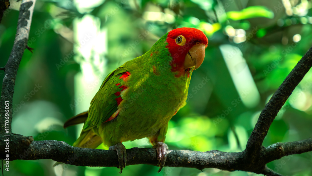 Wagler's Conure (Aratinga Wagleri) in Birds Of Eden on the Garden Route in South Africa Wagler's Conure (Aratinga Wagleri) in Birds Of Eden on the Garden Route in South Africa