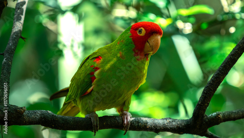 Wagler's Conure (Aratinga Wagleri) in Birds Of Eden on the Garden Route in South Africa