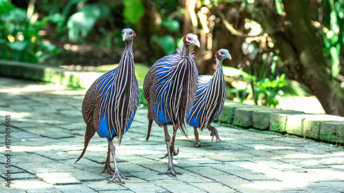 Vulturine Guinea Fowl (Acryllium Vulturinum) in Birds Of Eden on the Garden Route in South Africa
